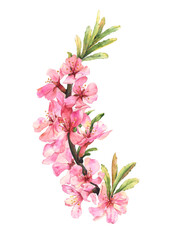 Almond blossom. Watercolor illustration