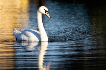 A mute swan swimming and foraging in colorful colored water