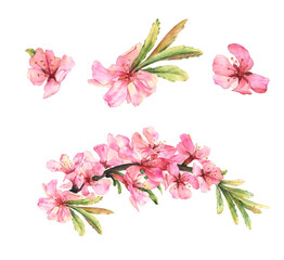 Almond blossom. Set of watercolor pink flowers