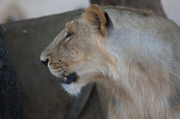 Asiatic lion Panthera leo leo. Lioness in controlled conditions. Devalia. Gir Sanctuary. Gujarat. India.