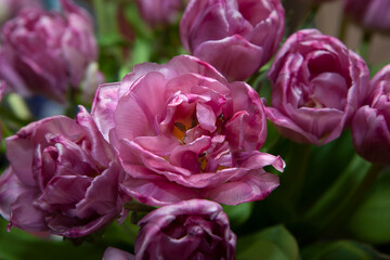 image of tulip flower background