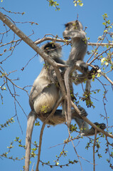 Southern plains gray langurs Semnopithecus dussumieri. Female and her cub. Sasan. Gir Sanctuary. Gujarat. India.
