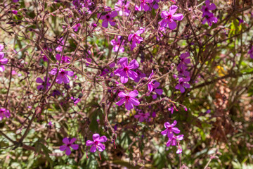 Blüte auf Madeira