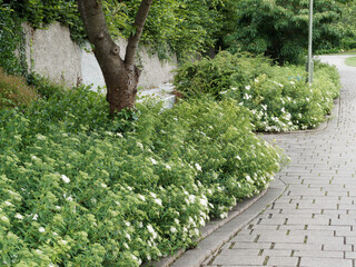 (Spiraea japonica) Arbuste buissonnant et ornemental de Spirée du japon à fleurs blanc pur dans...