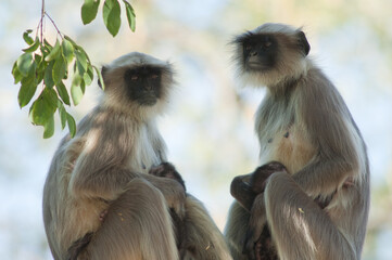 Southern plains gray langurs Semnopithecus dussumieri. Females and their cubs. Sasan. Gir...