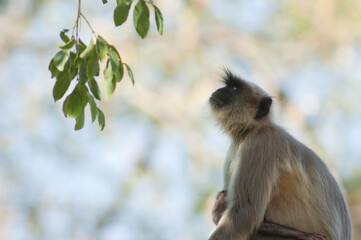 Southern plains gray langurs Semnopithecus dussumieri. Female and her cub. Sasan. Gir Sanctuary. Gujarat. India.