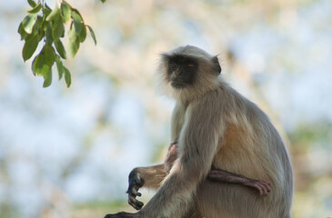 Southern plains gray langurs Semnopithecus dussumieri. Female and her cub. Sasan. Gir Sanctuary. Gujarat. India.