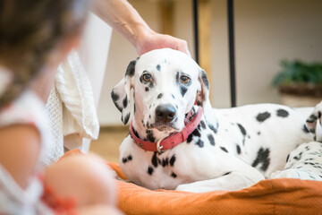 Dalmatian mother dog stroking on the head
