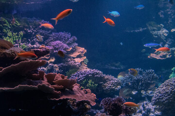 Obraz na płótnie Canvas coral reef and fish