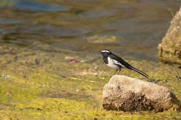 Obraz premium White-browed wagtail Motacilla maderaspatensis calling. Hiran river. Sasan. Gir Sanctuary. Gujarat. India.