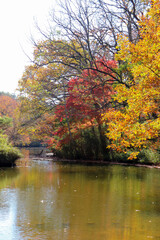 秋 紅葉 池 鮮やか 綺麗 森 幻想的