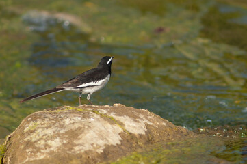 White-browed wagtail Motacilla maderaspatensis on a rock. Hiran river. Sasan. Gir Sanctuary. Gujarat. India.