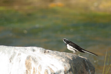 White-browed wagtail Motacilla maderaspatensis on a rock. Hiran river. Sasan. Gir Sanctuary. Gujarat. India.