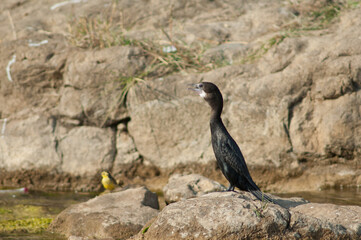 Little cormorant Microcarbo niger on a rock. Hiran river. Sasan. Gir Sanctuary. Gujarat. India.