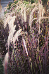 The closeup image of purple fountain grass field