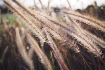 The defocus image of purple foundtain grass field in evening time.