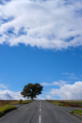 北海道美瑛の木