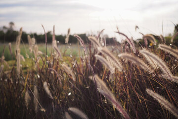 The beautiful movement of fountain grass field