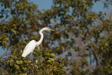 Great egret Ardea alba on a tree. Sasan. Gir Sanctuary. Gujarat. India.