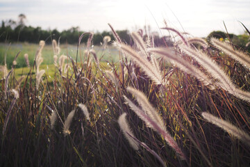 The beautiful movement of fountain grass field