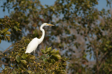 Great egret Ardea alba on a tree. Sasan. Gir Sanctuary. Gujarat. India.