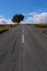 北海道美瑛の木