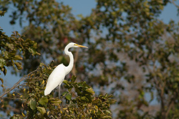 Great egret Ardea alba on a tree. Sasan. Gir Sanctuary. Gujarat. India.