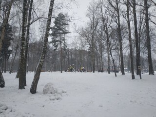 лес зимой в Подмосковье
