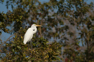 Great egret Ardea alba on a tree. Sasan. Gir Sanctuary. Gujarat. India.