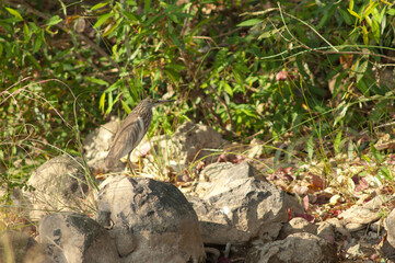 Naklejka na ściany i meble Indian pond heron Ardeola grayii in the Hiran river. Sasan. Gir Sanctuary. Gujarat. India.