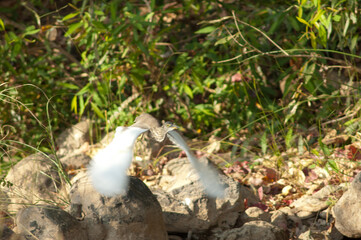 Indian pond heron Ardeola grayii taking flight. Hiran river. Sasan. Gir Sanctuary. Gujarat. India.