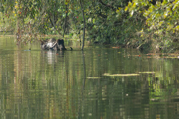 Water buffalo Bubalus bubalis in the Hiran river. Sasan. Gir Sanctuary. Gujarat. India.
