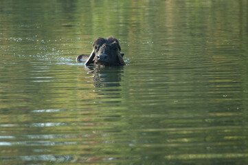 Water buffalo Bubalus bubalis in the Hiran river. Sasan. Gir Sanctuary. Gujarat. India.