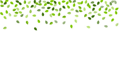 Olive Leaf Blur Vector Branch. Organic Foliage