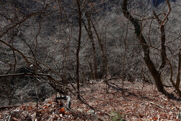 A dead branch found on a mountain trail. (Winter withering) 登山道で見つけた枯れ枝。(冬枯れ)