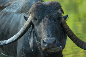 Water buffalo Bubalus bubalis in the Hiran river. Sasan. Gir Sanctuary. Gujarat. India.