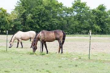 Two geldings grazing in a summer pasture