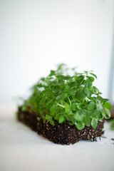 Microgreens basil on white background, Vegan micro sunflower greens shoots