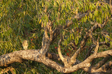 Indian pond heron Ardeola grayii on a tree in the Hiran river. Sasan. Gir Sanctuary. Gujarat. India.