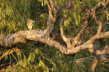 Indian pond heron Ardeola grayii on a tree in the Hiran river. Sasan. Gir Sanctuary. Gujarat. India.