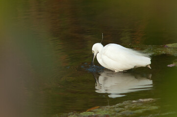 Little egret Egretta garzetta fishing in the Hiran river. Sasan. Gir Sanctuary. Gujarat. India.