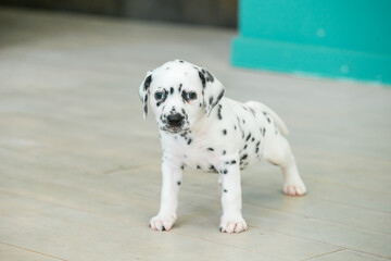 Little Dalmatian puppy walks uncertainly on the floor