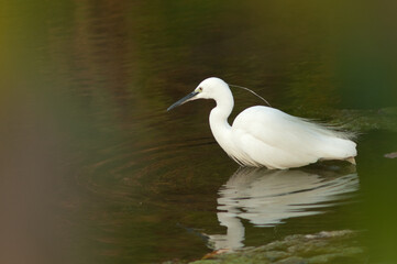 Little egret Egretta garzetta in the Hiran river. Sasan. Gir Sanctuary. Gujarat. India.
