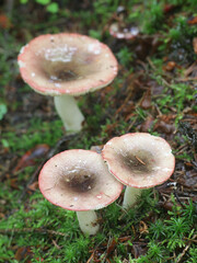 Russula atrorubens, also called Russula atropurpurea, a brittlegill from Finland with no common english name