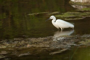 Little egret Egretta garzetta in the Hiran river. Sasan. Gir Sanctuary. Gujarat. India.