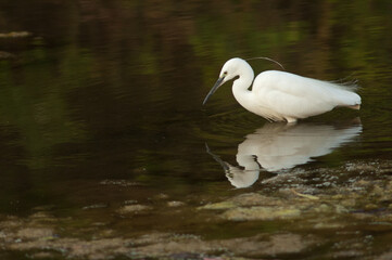 Little egret Egretta garzetta in the Hiran river. Sasan. Gir Sanctuary. Gujarat. India.
