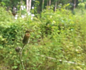 grasshopper on flower