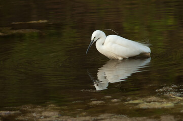 Little egret Egretta garzetta in the Hiran river. Sasan. Gir Sanctuary. Gujarat. India.