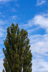 北海道美瑛の木