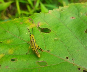 green striped grasshopper